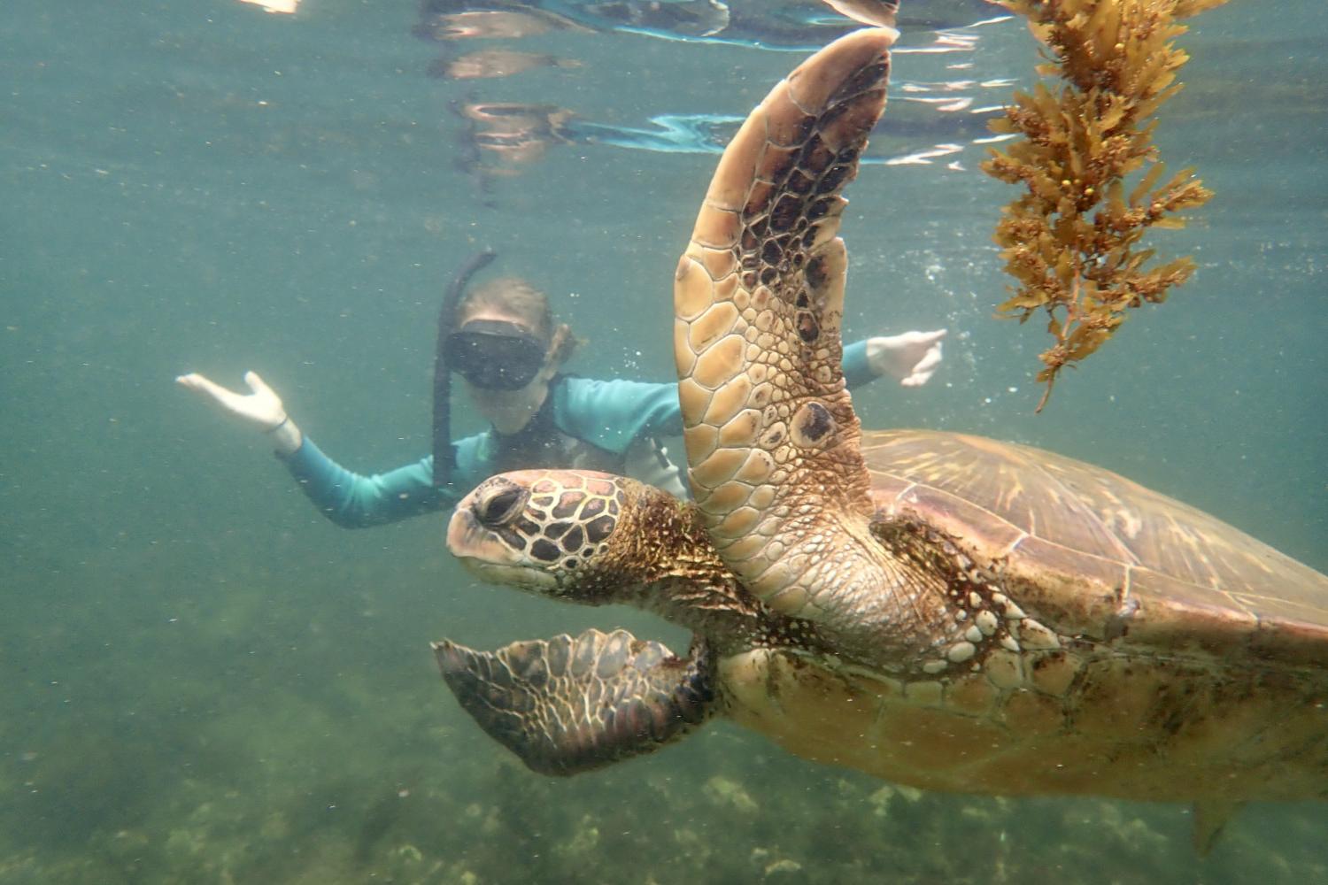 一名<a href='http://mlusuq.wsslj.net'>bv伟德ios下载</a>学生在Galápagos群岛游学途中与一只巨龟游泳.